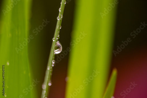Selective focus on water drops on green leaf. Rain. Water droplets on plants. Macro photography. Nature.Gotas de agua sobre hojas verdes. Naturaleza. Lluvia. Macrofotografía.