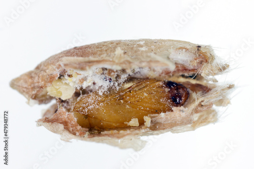 Pupa of the Angoumois grain moth (Sitotroga cerealella) in damaged grain. It is an important pest of stored grains of cereals, maize, rice and others photo