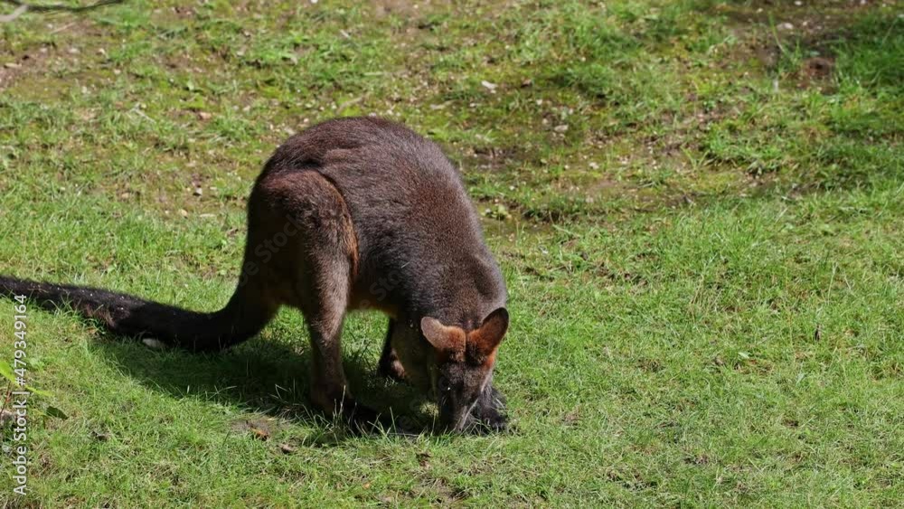 Swamp Wallaby, Wallabia bicolor, is one of the smaller kangaroos. This wallaby is also commonly known as the black wallaby Swamp Wallaby, Wallabia bicolor, is one of the smaller kangaroos. This wallaby is also commonly known as the black wallaby