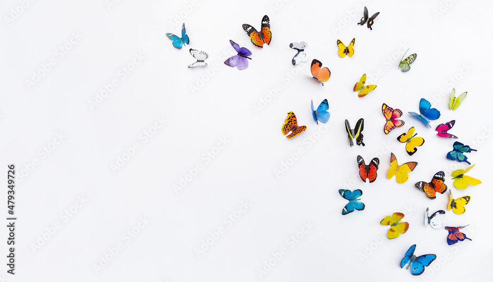 Photo of decorative butterflies pattern isolated on white background with copy space. Fresh spring summer beautiful season flat lay and top view, freedom vivid happiness concept banner