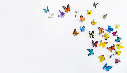 Photo of decorative butterflies pattern isolated on white background with copy space. Fresh spring summer beautiful season flat lay and top view, freedom vivid happiness concept banner
