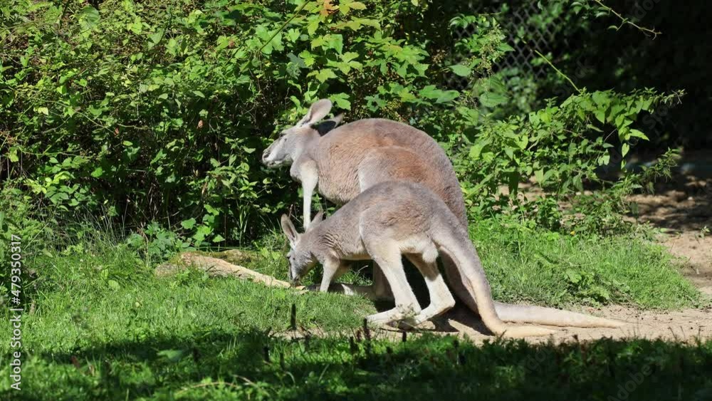 The red kangaroo, Macropus rufus is the largest of all kangaroos, the largest terrestrial mammal native to Australia, and the largest extant marsupial. The red kangaroo, Macropus rufus is the largest of all kangaroos, the largest terrestrial mammal native to Australia, and the largest extant marsupial.