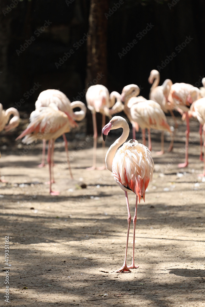 The flamingo is beautiful and cute in garden The flamingo is beautiful and cute in garden