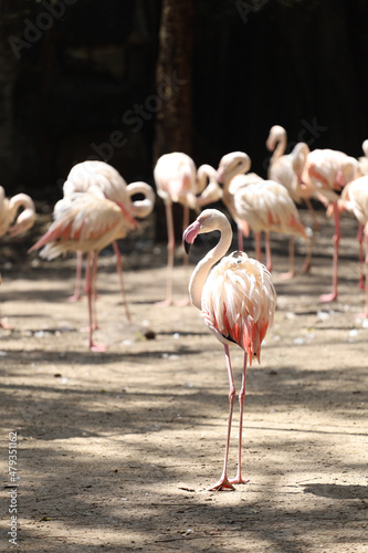 The flamingo is beautiful and cute in garden