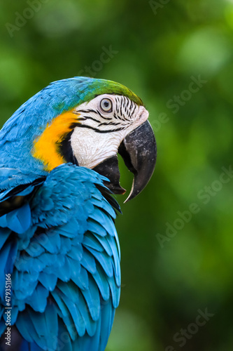 Close up head the Blue and yellow macaw parrot bird in garden
