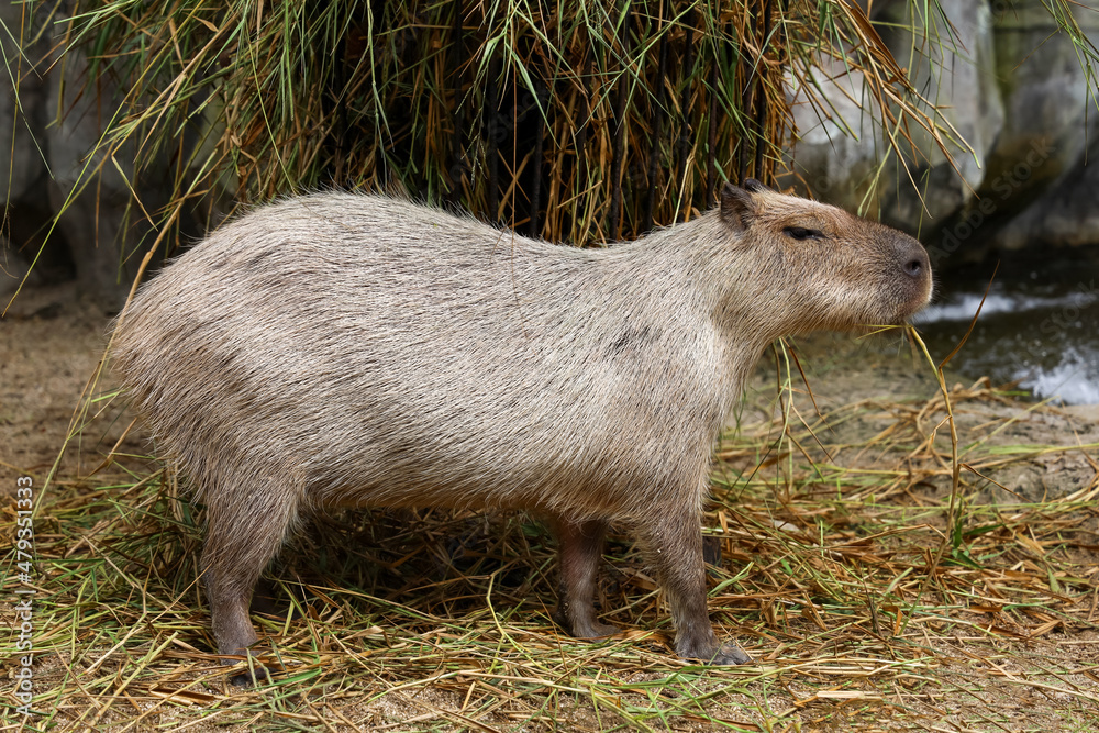 Naklejka premium The Capybara giant rat is cute animal in garden