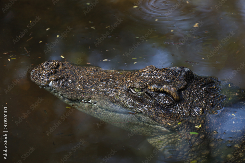Close up eye crocodile is show head in river Close up eye crocodile is show head in river