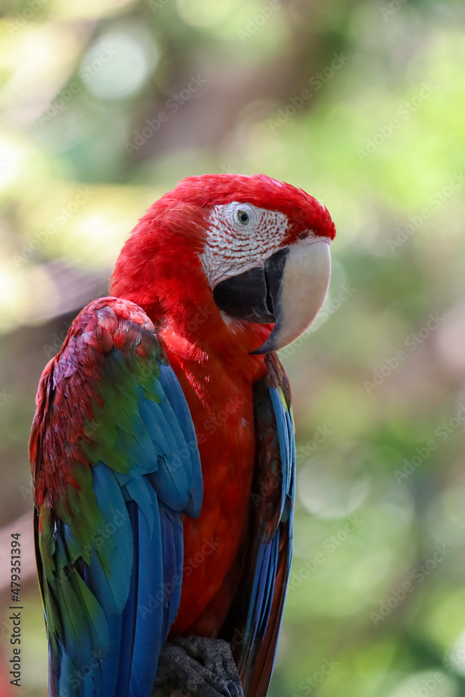 Close up head the red macaw parrot bird in garden