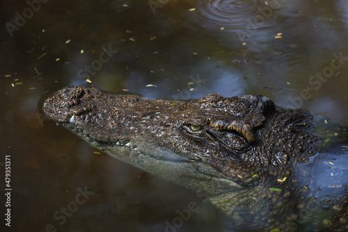 Close up eye crocodile is show head in river