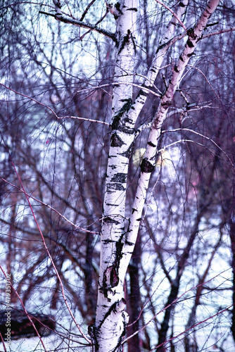 tree in the forest