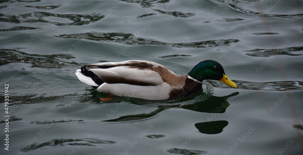 Fototapeta premium Patos salvajes junto a una charca. 