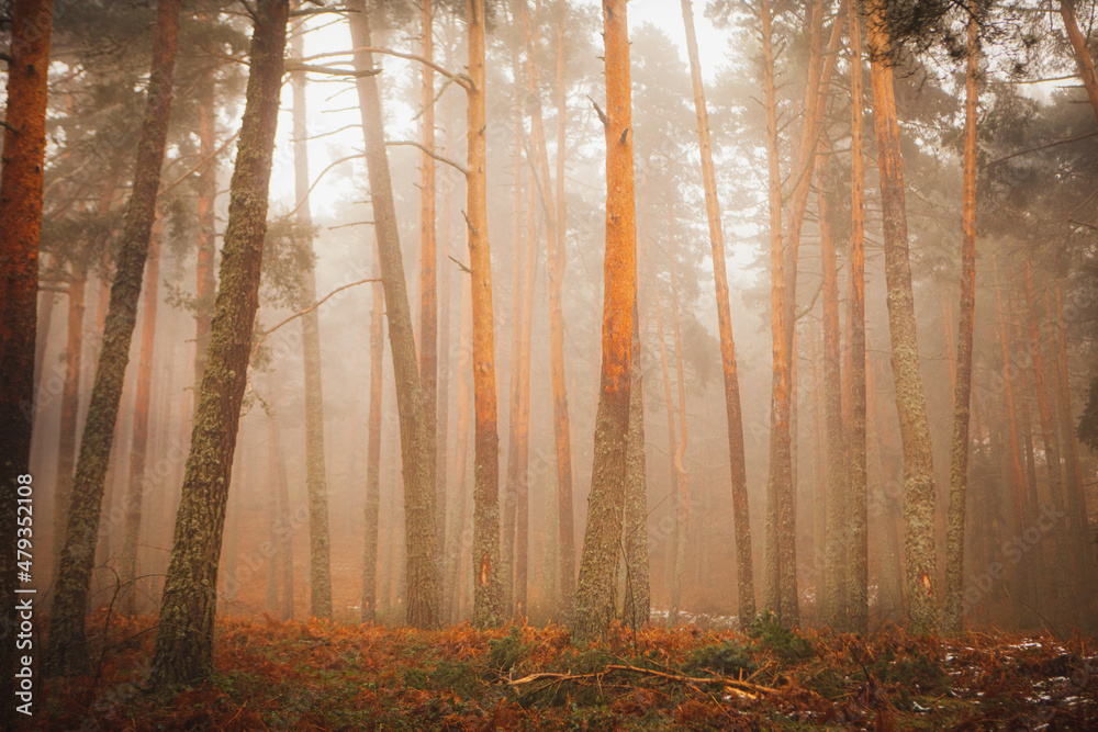 morning in the forest