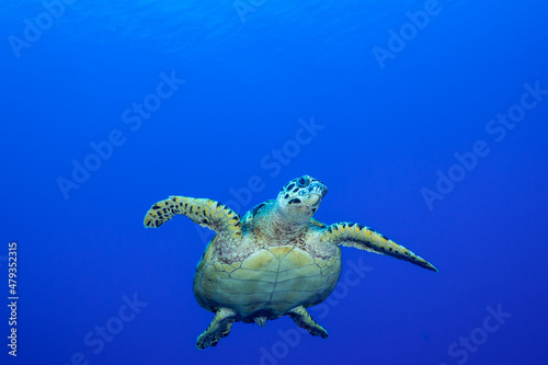A hawksbill turtle out in the wide open ocean with nothing but tropical blue water all around. This little guy is on his way to the surface to get some air