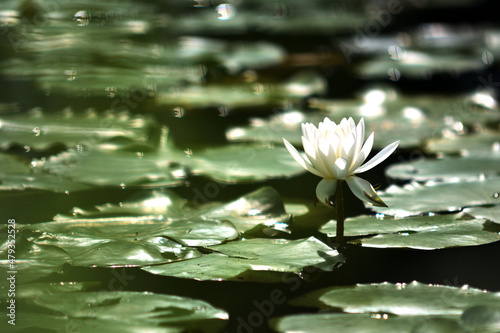 Water lily