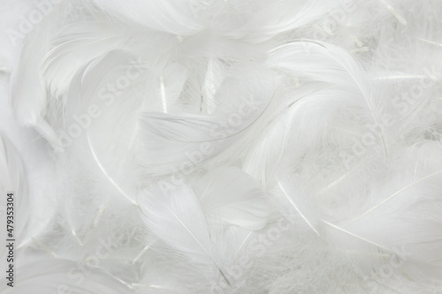 Soft of White Feathers Pattern Texture Background