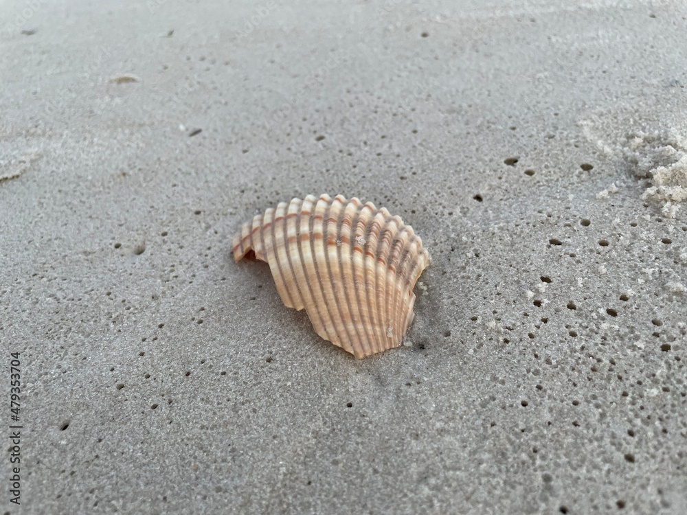 broken shell broken shell