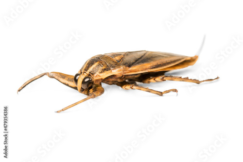 Giant water Thai bug or pimp isolated on white background.