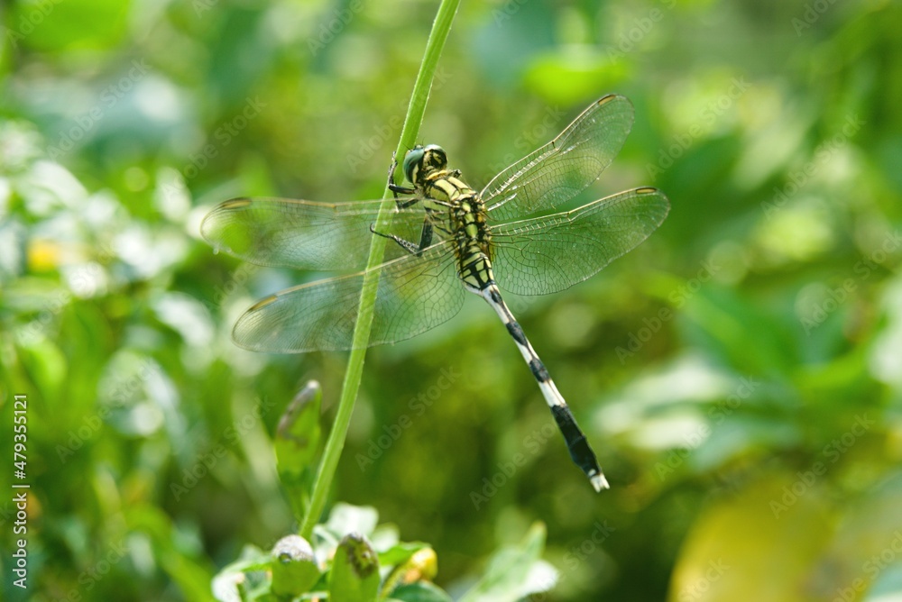 dragonfly on a leaf dragonfly on a leaf