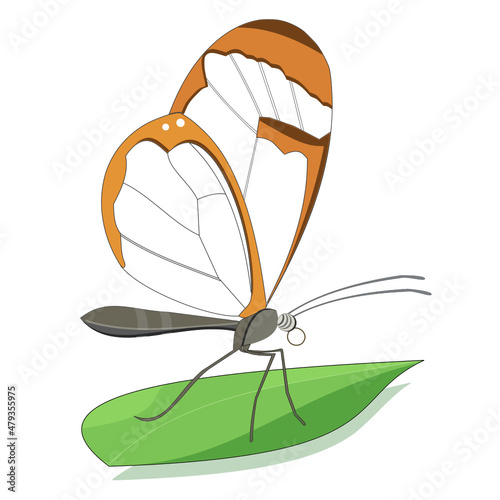 Papillon, le Greta Oto