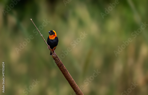 Fotografija Southern red bishop sitting on a reed plant branch with blurred background