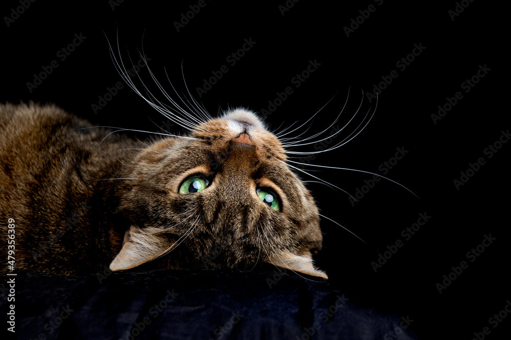 A tiger striped green eyed tabby cat laying upside down against a black background with whiskers that fill the image like a candelabra.