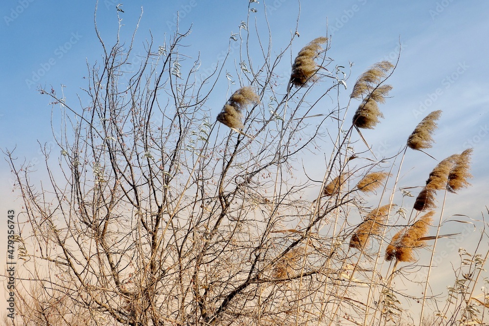 View of a leafless tree branches and dry reeds. View of a leafless tree branches and dry reeds.