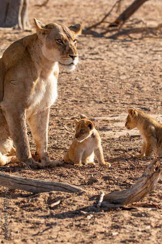 Lioness with cubs  Kgalagadi