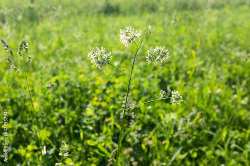 Green meadow, close-up. Natural grass field background for design or project. Summer meadowland texture. Floral landscape for publication, poster, screensaver, wallpaper, postcard, banner, cover, post