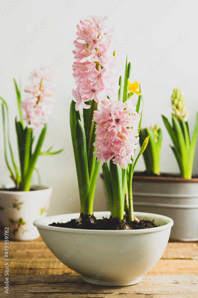 Hyacinth pink flower, spring bulb plant in pot. Hyacinth pink flower, spring bulb plant in pot.