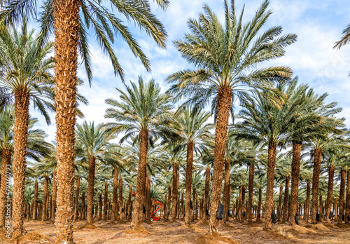 Maintenance for plantation of date palms. Image depicts healthy food and GMO free agriculture industry in the Middle East