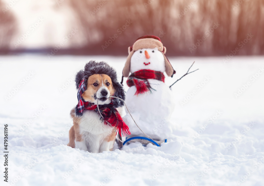 funny puppy dog corgi in a warm hat carries a sleigh with a snowman in a winter park
