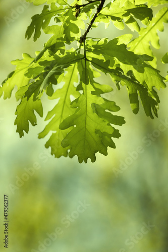 Green leaves on the branches of a spring tree.