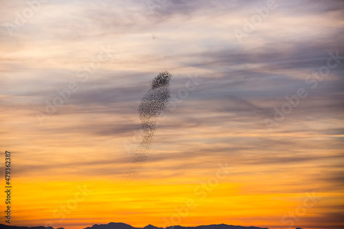 Starlings murmuration in Aiguamolls De L Emporda Nature Park, Spain © Alberto Gonzalez 
