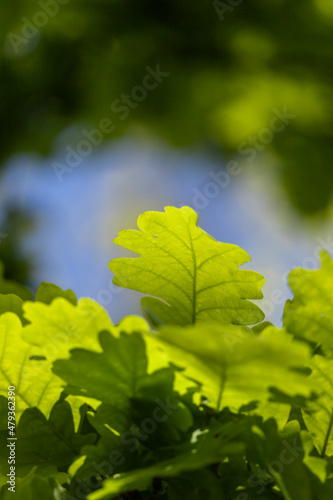 Мany green leaves lit by the sun on a summer day.