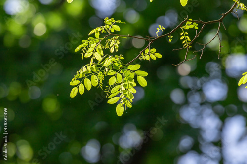 Green leaves on the branches of a spring tree.