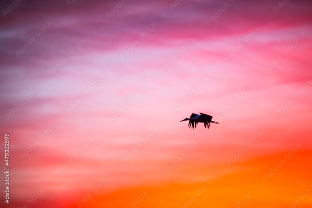 Sunset and cranes (Gruidae) in Aiguamolls De L'Emporda Nature Reserve, Spain Sunset and cranes (Gruidae) in Aiguamolls De L'Emporda Nature Reserve, Spain