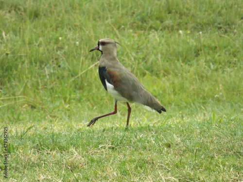 Southern lapwing (Vanellus chilensis) is a wader in the order Charadriiformes.
Native bird, tero, quero quero, vanellus chilenesis, of Brazil, Argentina, Uruguay, Bolivia or Paraguay, South America. photo