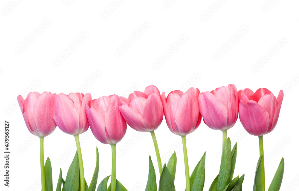 tulips isolated on white background tulips isolated on white background