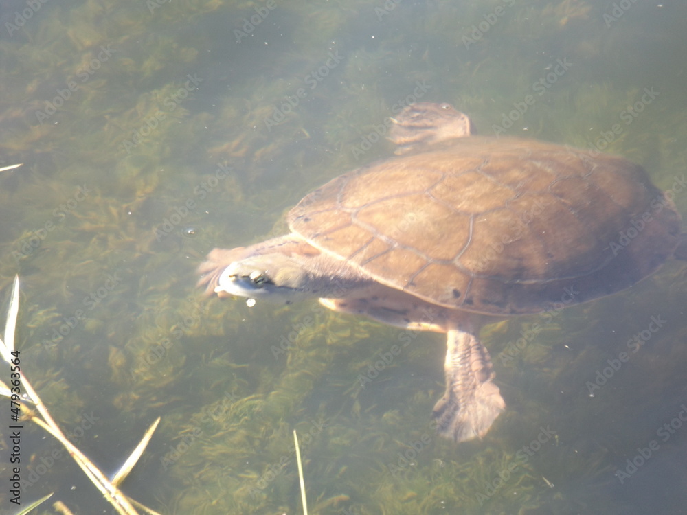 Phrynops hilarii, Hilaire’s toadhead turtle or side-necked turtle, freshwater Chelidae. Campanita turtle lives in wetlands, streams, lakes, in Brazil, Argentina, Uruguay, Bolivia or Paraguay. Phrynops hilarii, Hilaire’s toadhead turtle or side-necked turtle, freshwater Chelidae. Campanita turtle lives in wetlands, streams, lakes, in Brazil, Argentina, Uruguay, Bolivia or Paraguay.