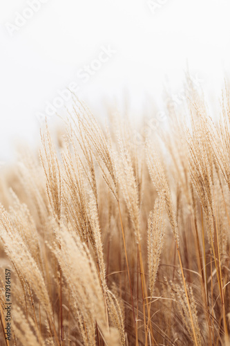 Obraz na płótnie Abstract natural background of soft plants Cortaderia selloana. Pampas grass on a blurry bokeh, Dry reeds boho style. Fluffy stems of tall grass in winter, white background w salonie