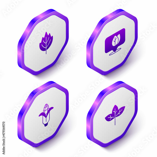 Set Isometric Leaf, Location with leaf, Corn and icon. Purple hexagon button. Vector
