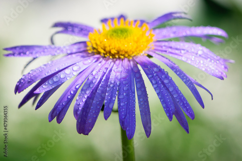 blue chamomile flowers. chamomile with drops after rain  morning dew  moisture on the petals. Beautiful blue flower on a blurred background. delicate purple chamomile with yellow pollen in the center