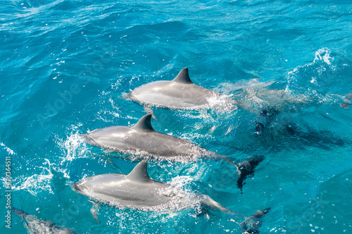 Atração dos golfinhos nos mares do Arquipélago de Fernando de Noronha, no Nordeste do Brasil. photo