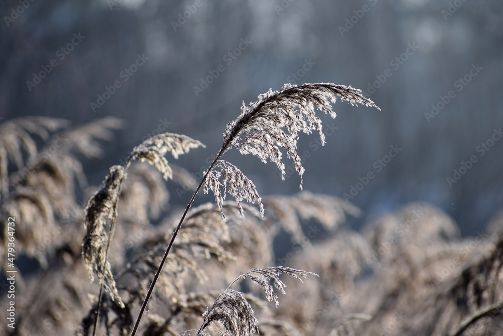 Fototapeta premium Frosty plants winter time