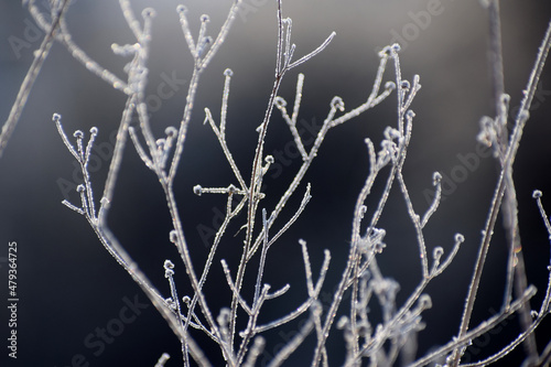 Frosty plants winter time © zetat