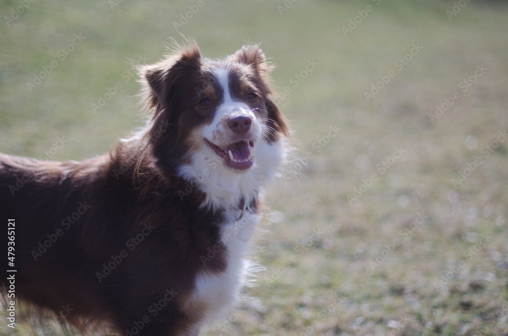 Mini Aussie Mini Aussie