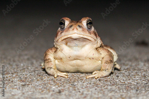 frog on a leaf