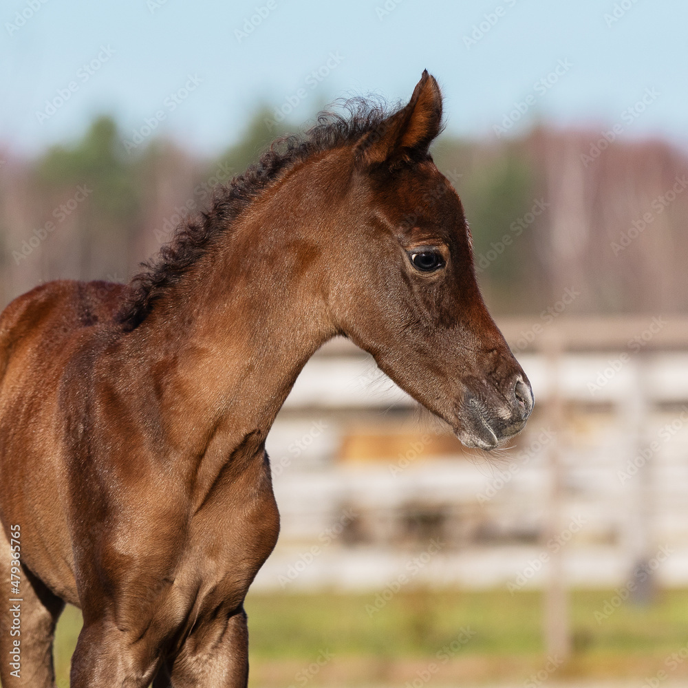 Young pretty arabian horse foal on summer background, portrait closeup Young pretty arabian horse foal on summer background, portrait closeup