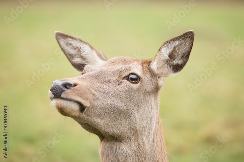 deer (female)