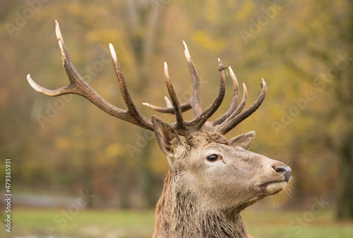 deer (male)